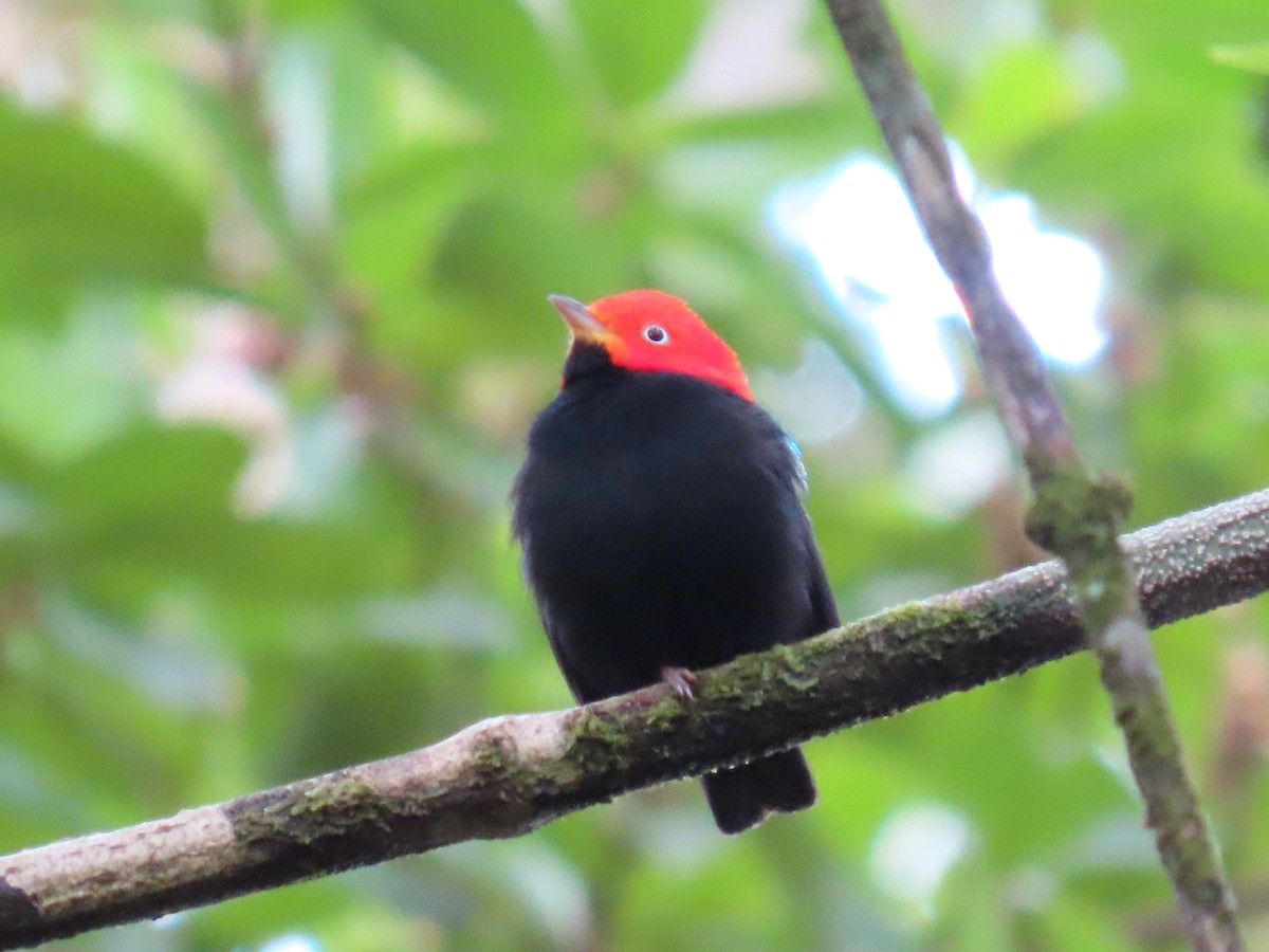 キモモマイコドリ - ML646134807