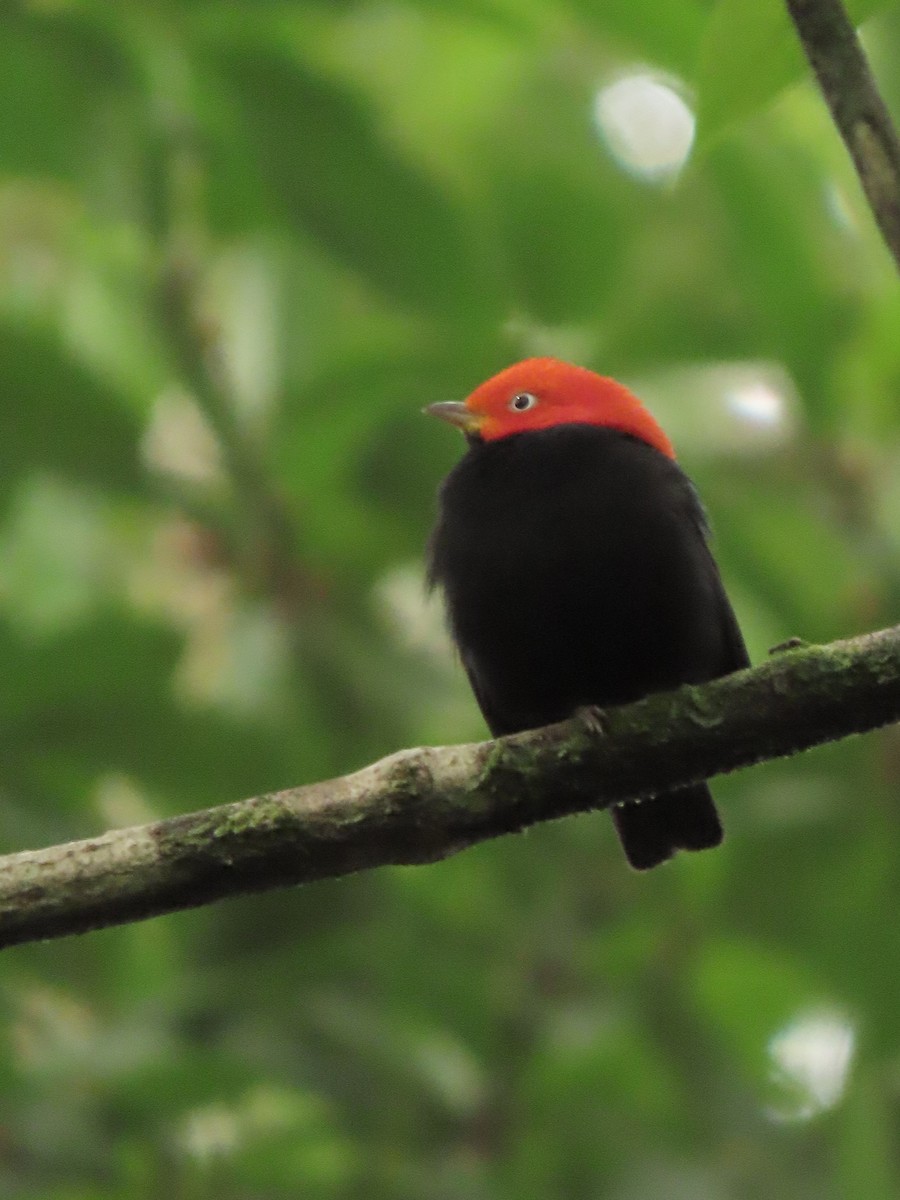 キモモマイコドリ - ML646134808