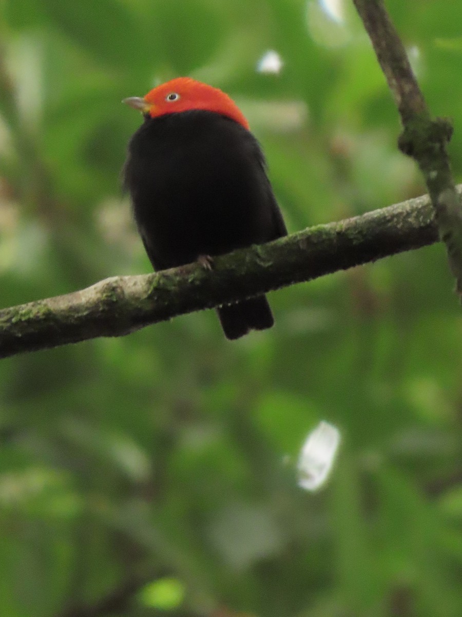 キモモマイコドリ - ML646134809