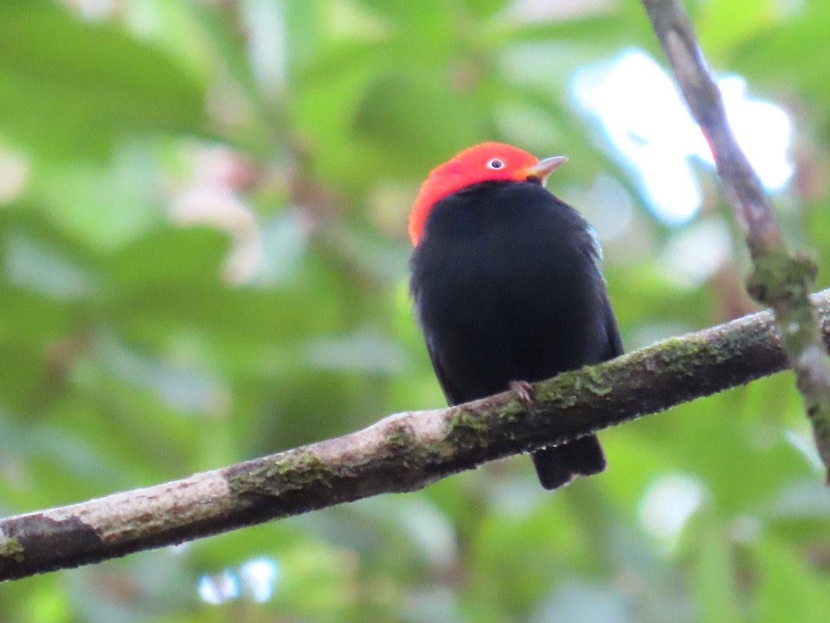 キモモマイコドリ - ML646134810