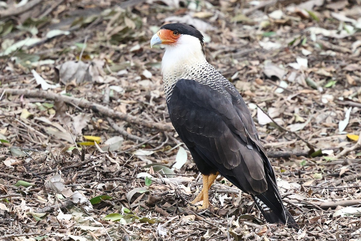 ミナミカラカラ（cheriway ） - ML646134811