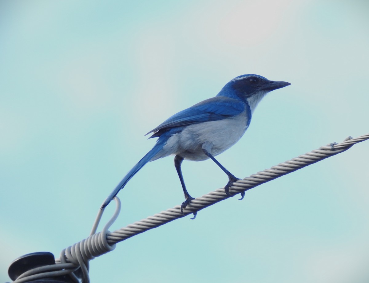 カリフォルニアカケス - ML646134812