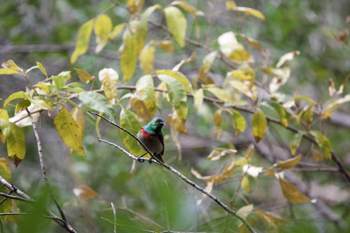 ミナミゴシキタイヨウチョウ - ML646134813