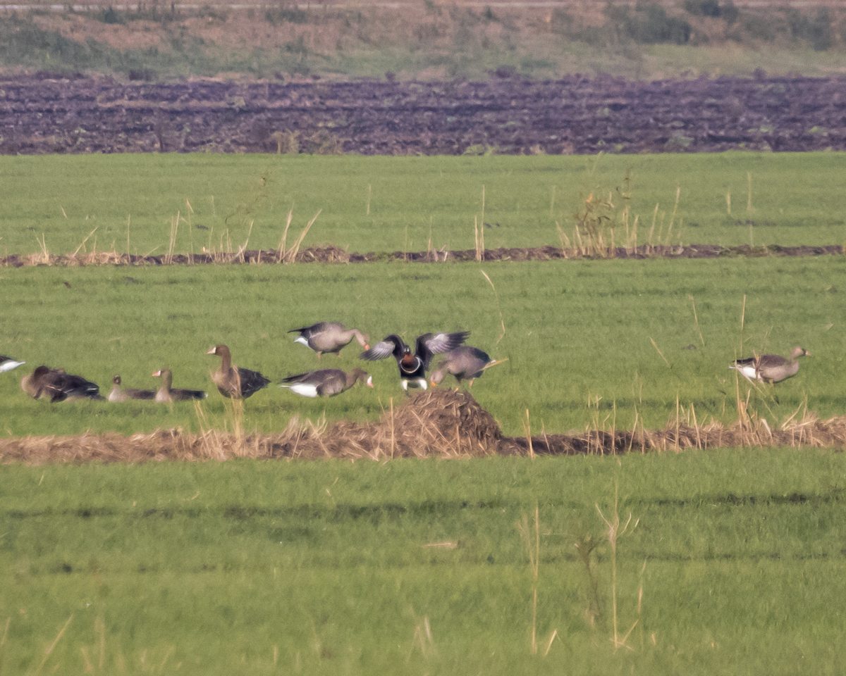 アオガン - ML646134814