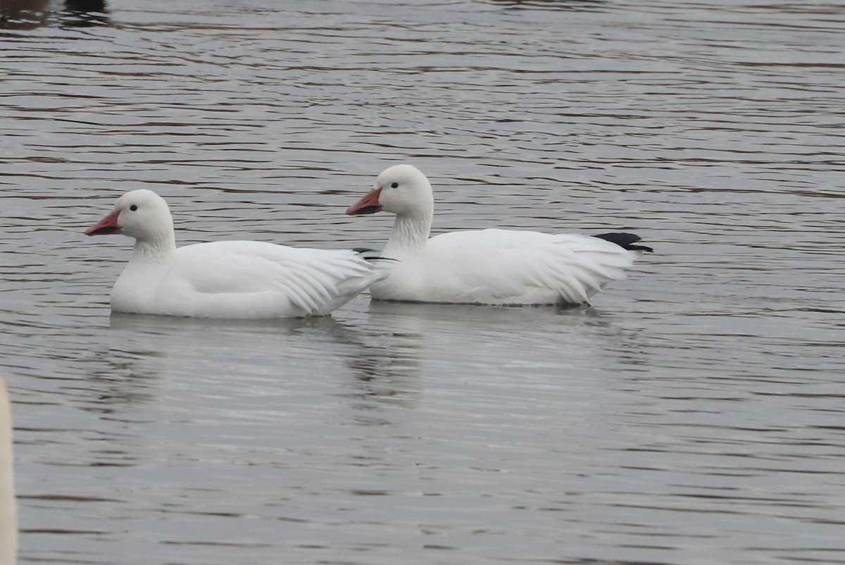 ハクガン - ML646134815