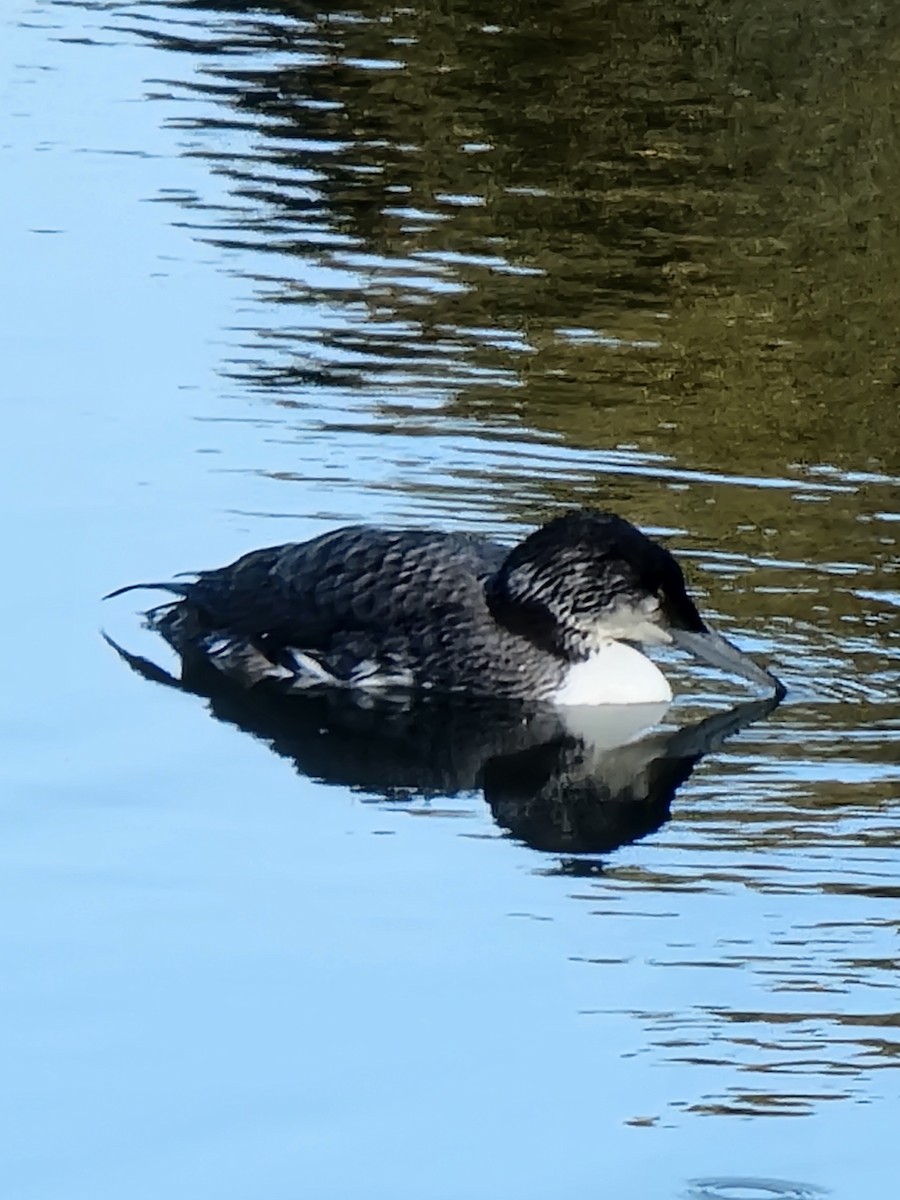 ハシグロアビ - ML646134816