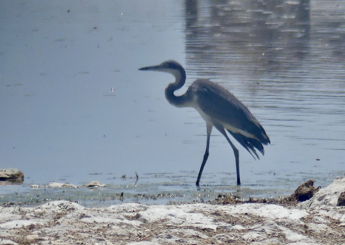 ズグロアオサギ - ML646134820