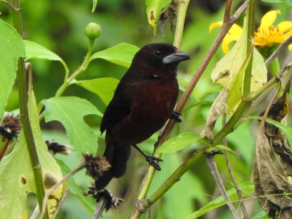 ギンバシベニフウキンチョウ - ML646134821