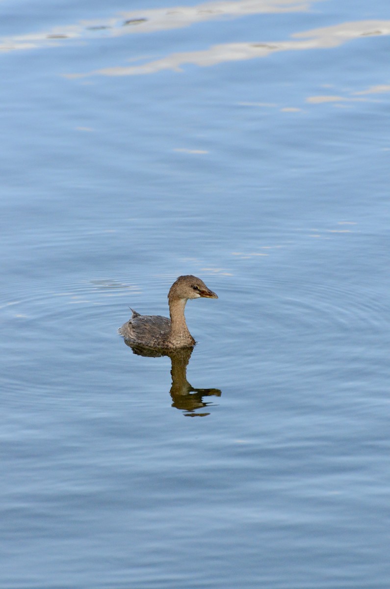 オビハシカイツブリ - ML646134822