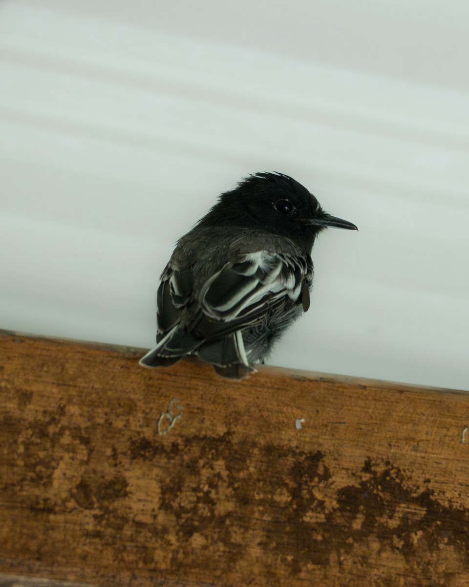 クロツキヒメハエトリ - ML646134827