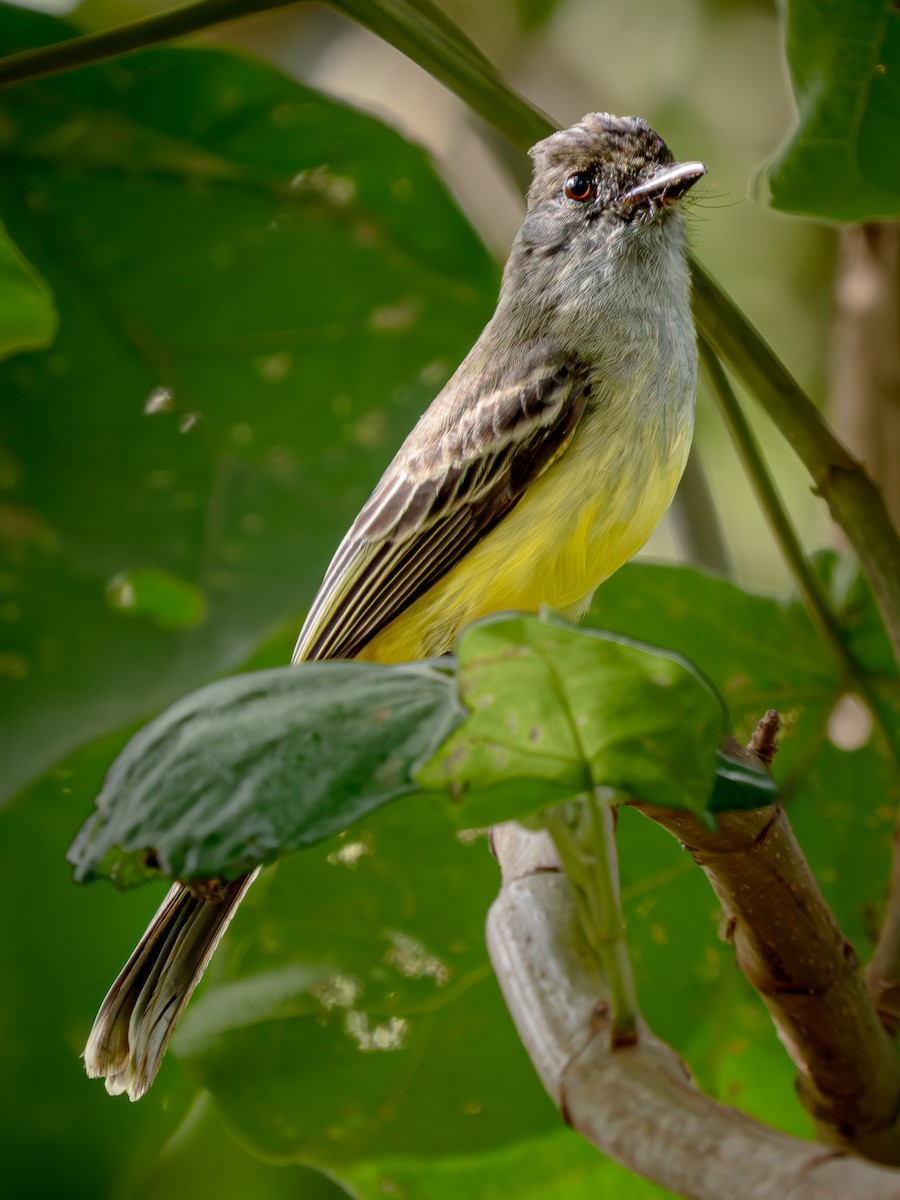 シロオビオオヒタキモドキ - ML646134830