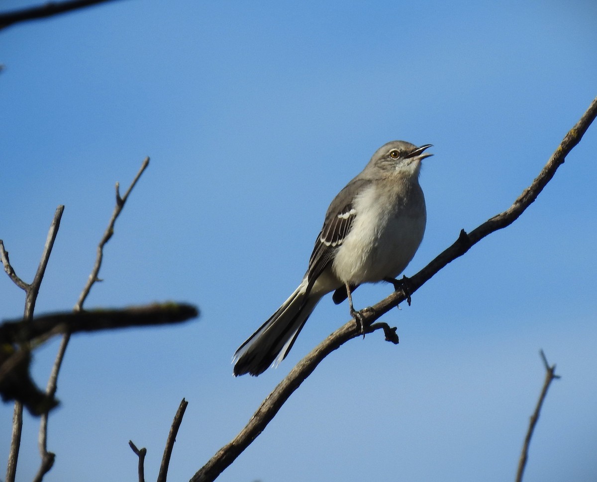 マネシツグミ - ML646134831