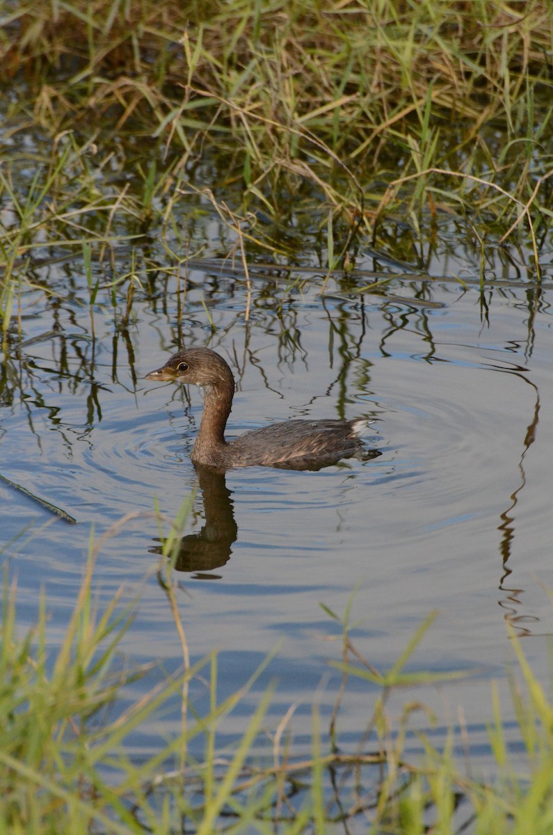 オビハシカイツブリ - ML646134832