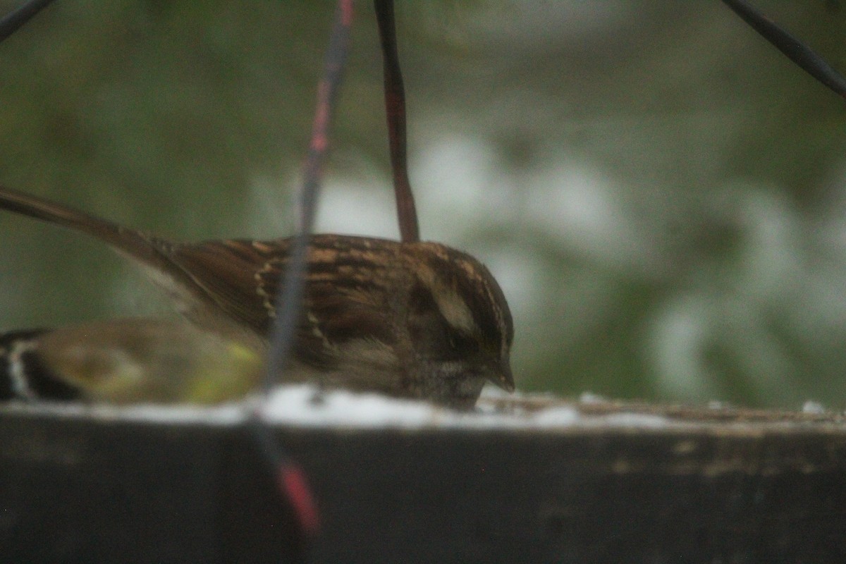 White-throated Sparrow - ML646134835