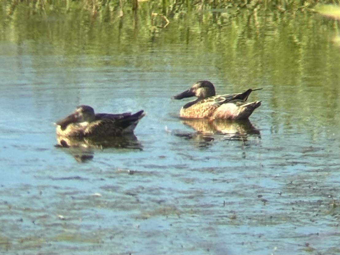 Northern Shoveler - ML646134836