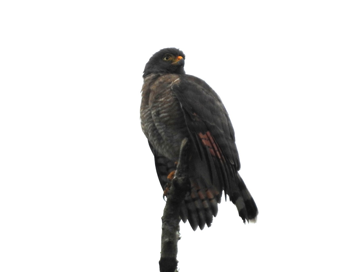 káně krahujová - ML646134838