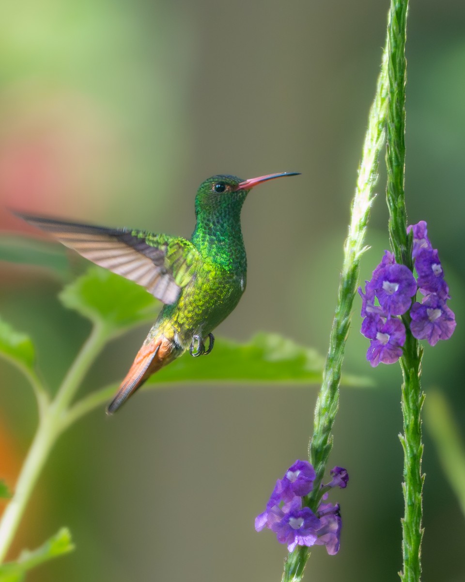 Rufous-tailed Hummingbird - ML646134839