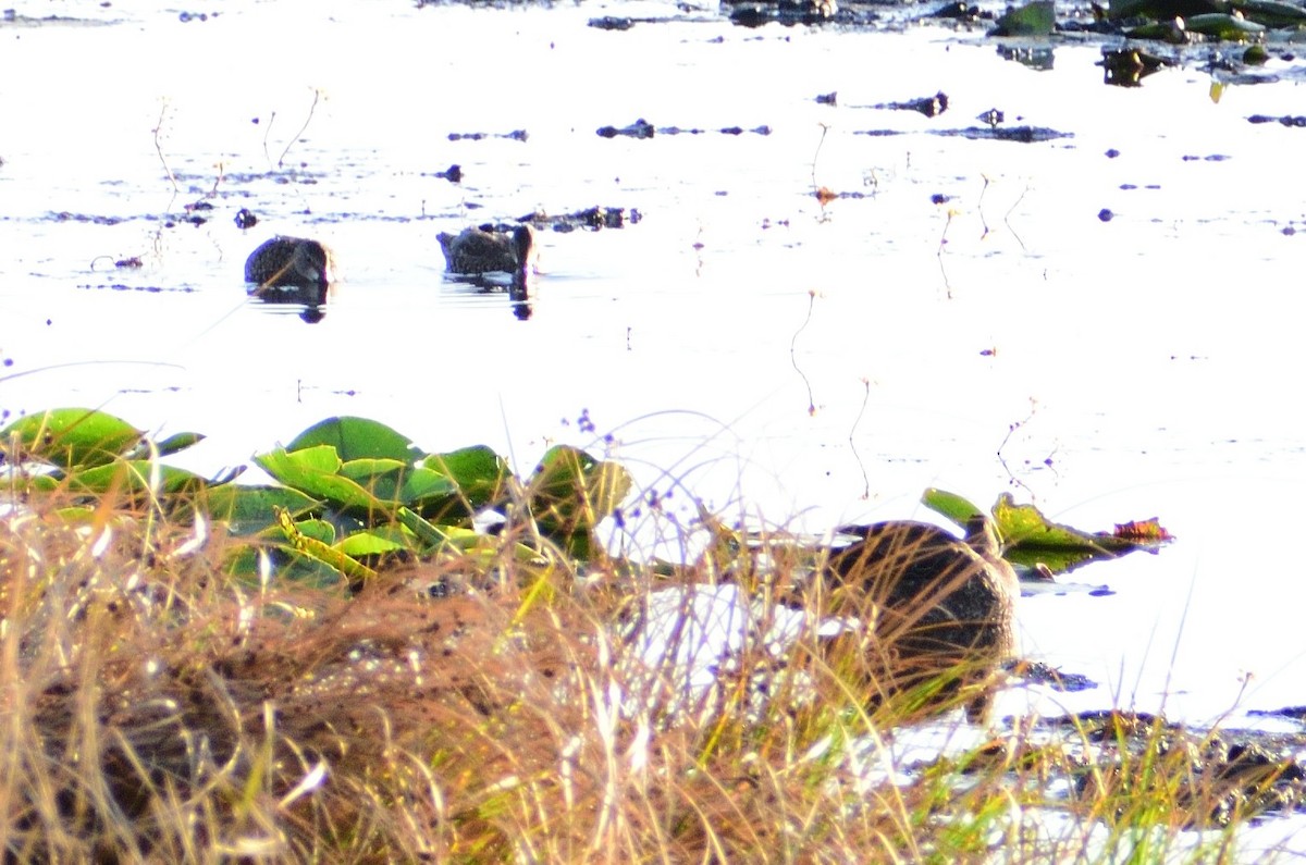 Zertzeta hegalurdina - ML646134840