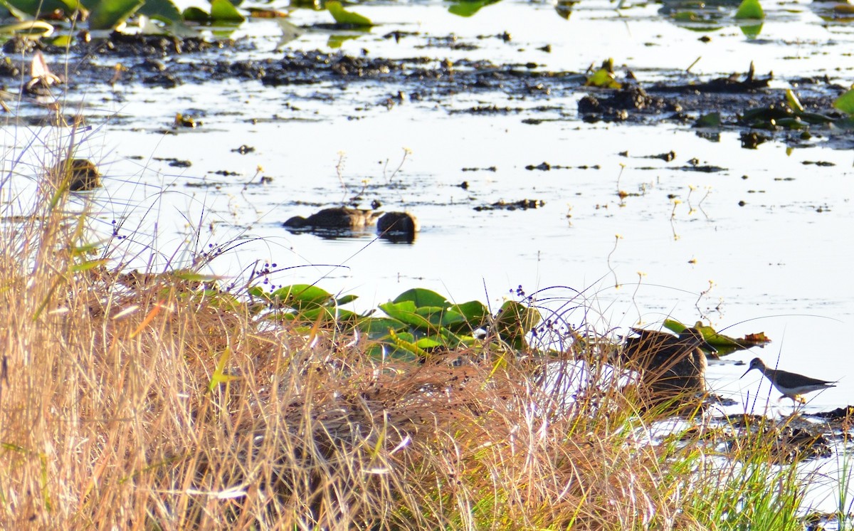 Zertzeta hegalurdina - ML646134841