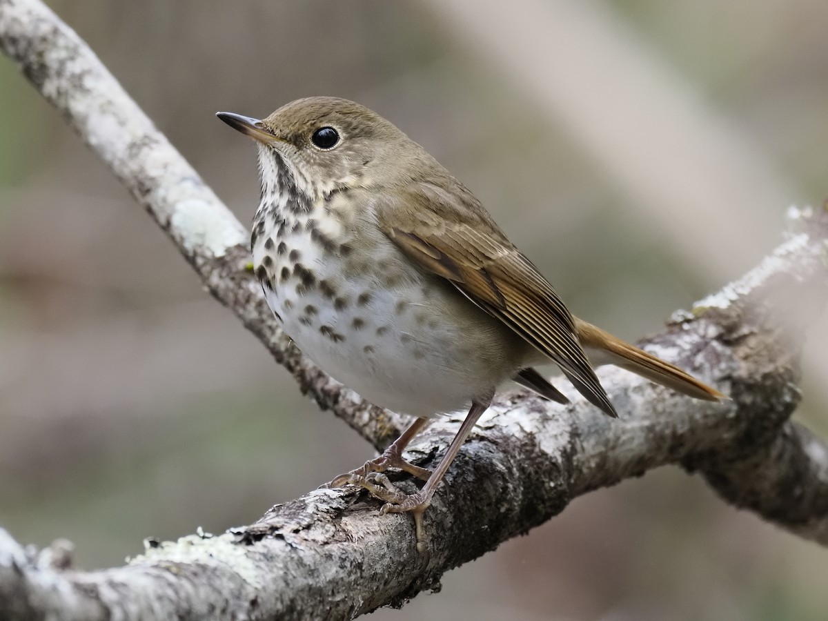 チャイロコツグミ - ML646134845