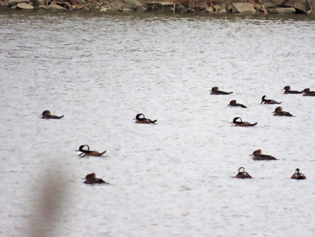 Hooded Merganser - ML646134847