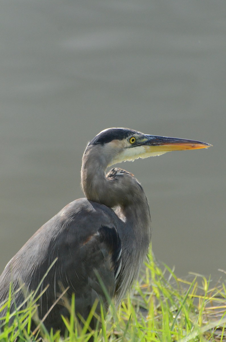 Great Blue Heron - ML646134854