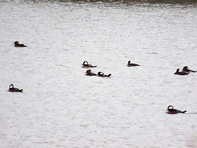 Hooded Merganser - ML646134855