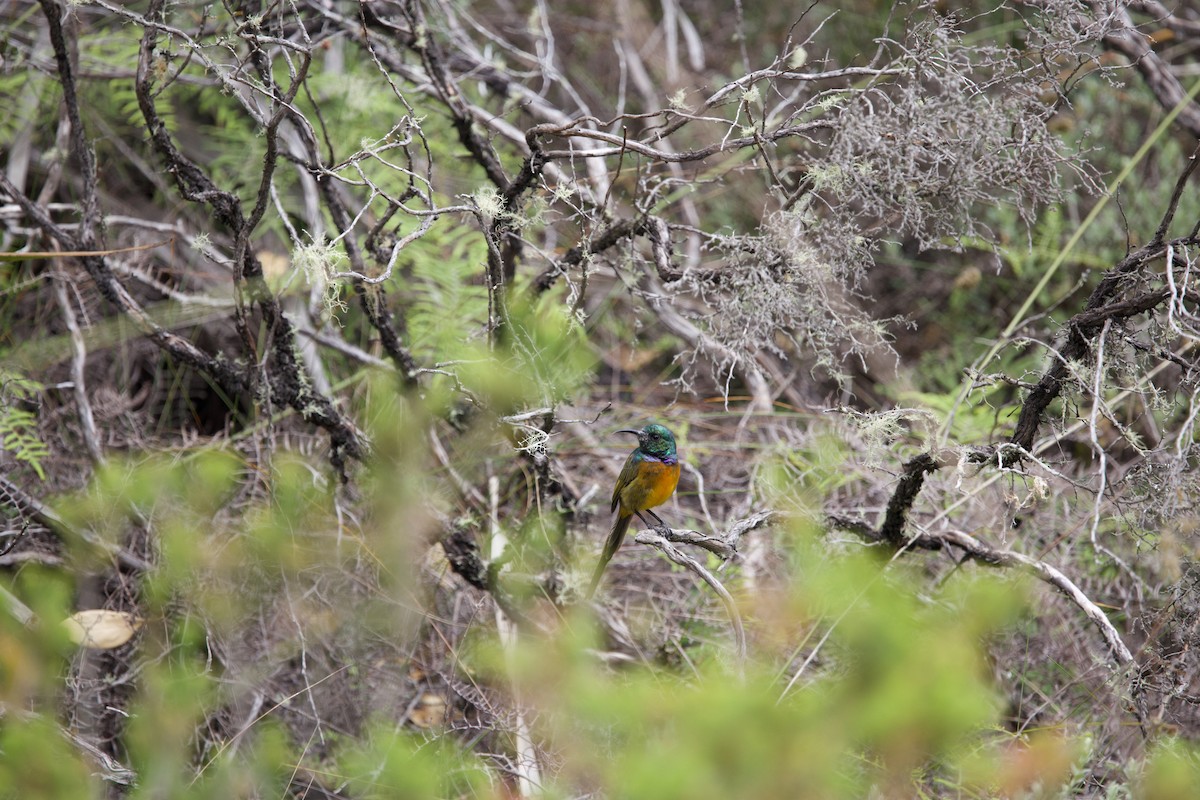 Orange-breasted Sunbird - ML646134856