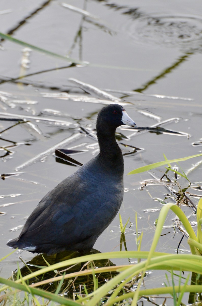 American Coot - ML646134870