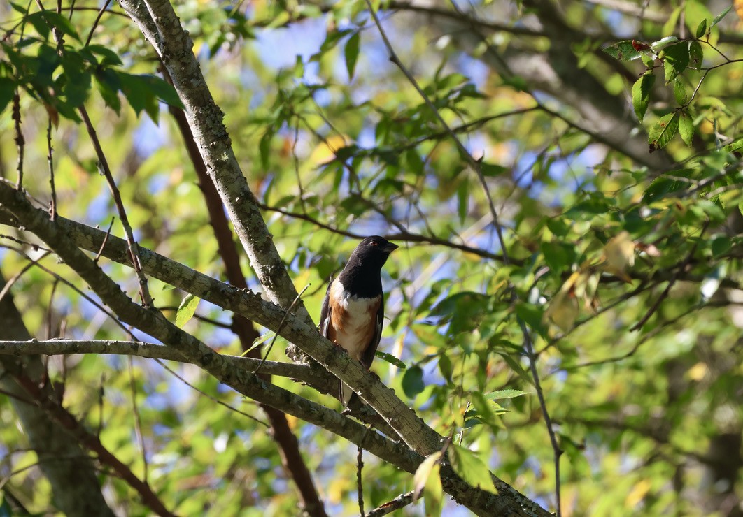 Eastern Towhee - ML646134877