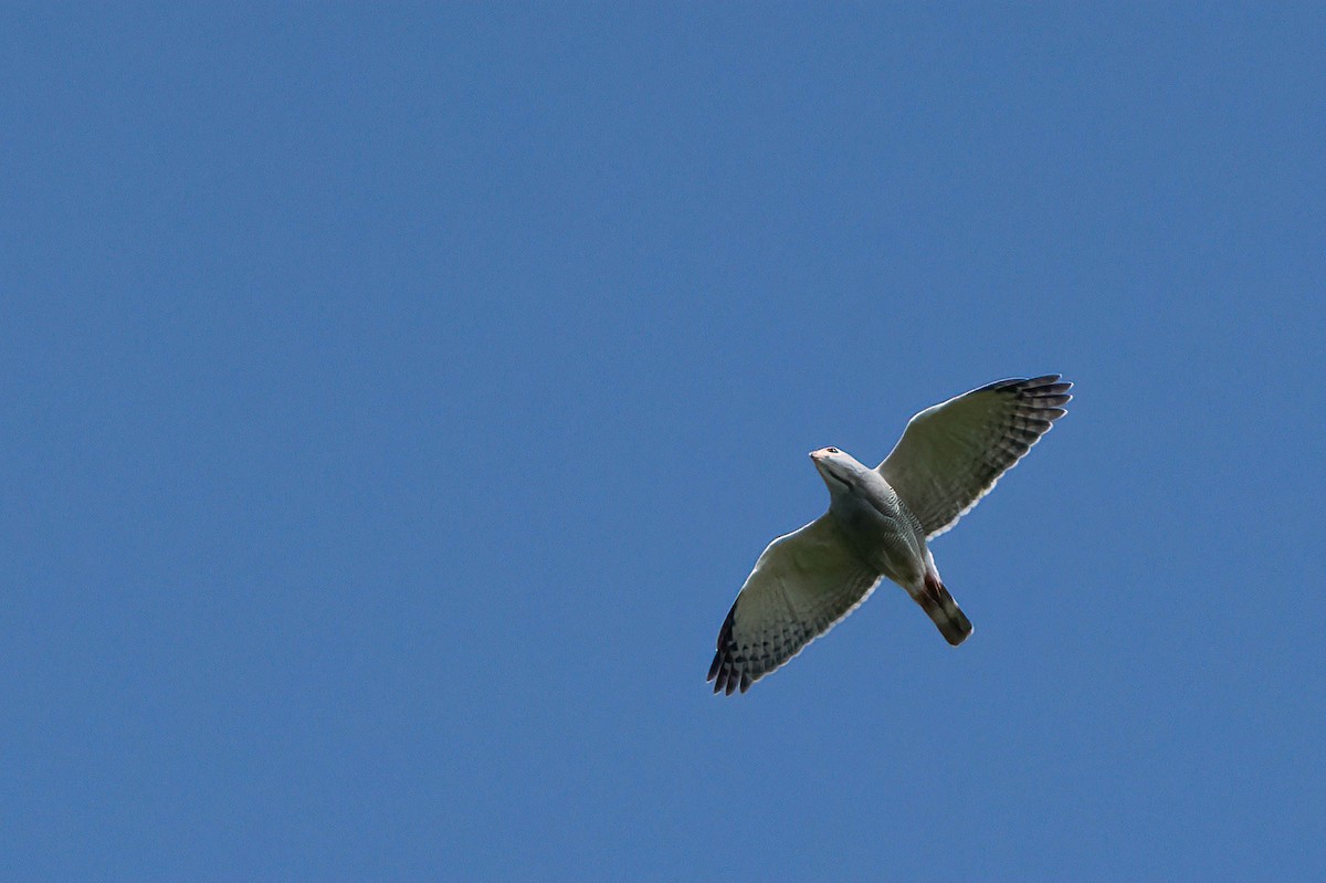 Lizard Buzzard - ML646134879