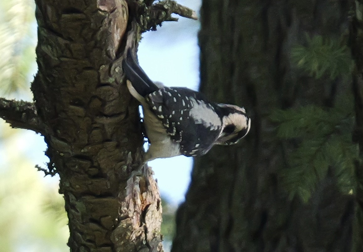 Hairy Woodpecker - ML646134883