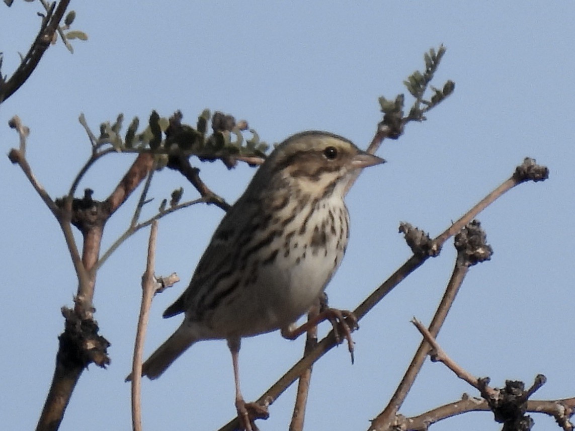 稀樹草鵐 - ML646134888