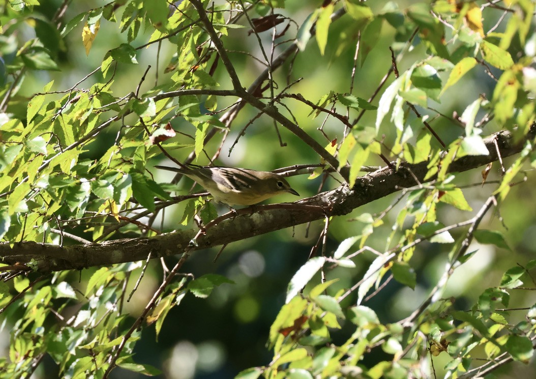 Pine Warbler - ML646134889