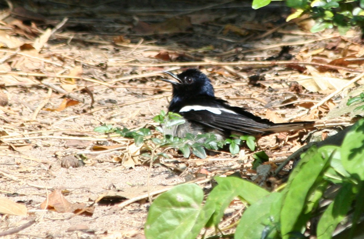 Oriental Magpie-Robin - ML646134891