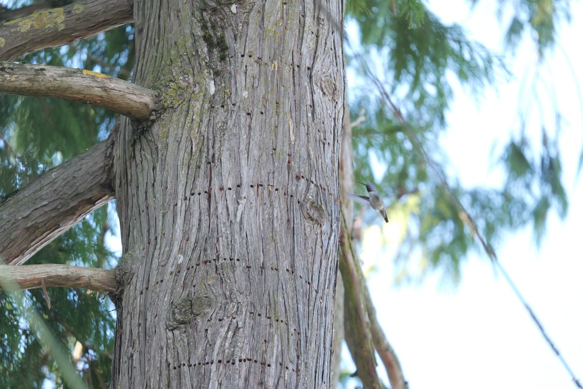 Anna's Hummingbird - ML646134896