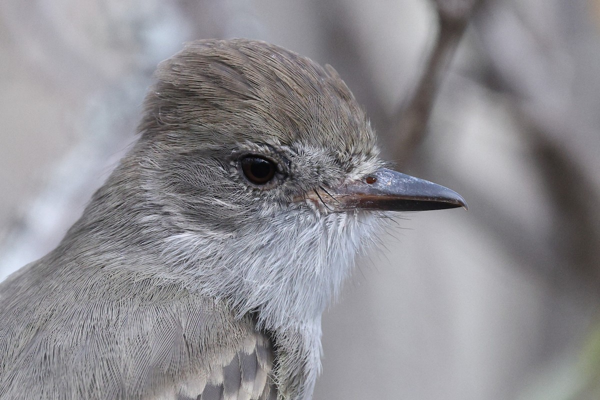Nutting's Flycatcher - ML646134904