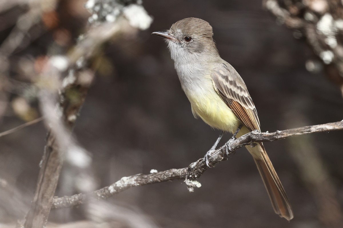 Nutting's Flycatcher - ML646134905