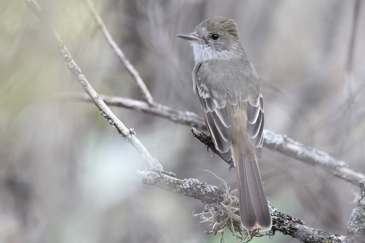 Nutting's Flycatcher - ML646134906