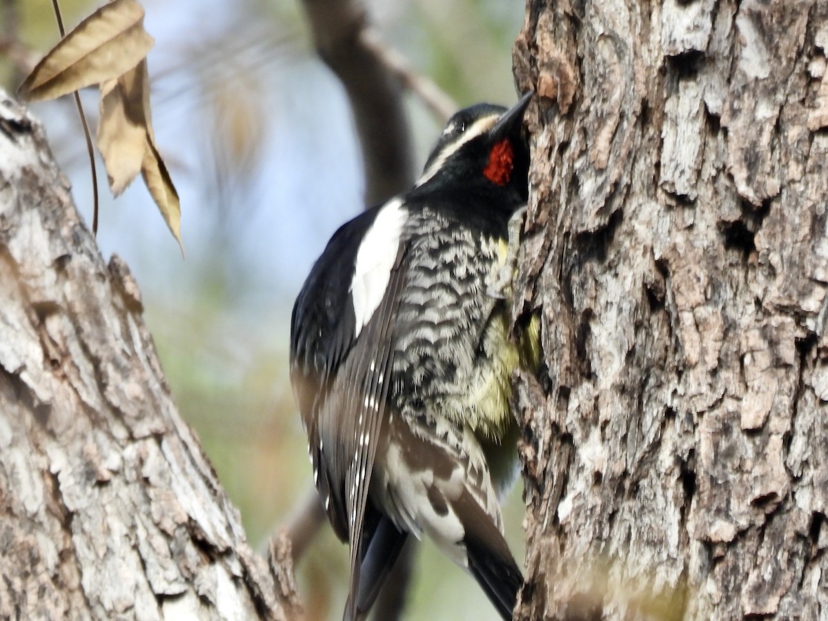Williamson's Sapsucker - ML646134909
