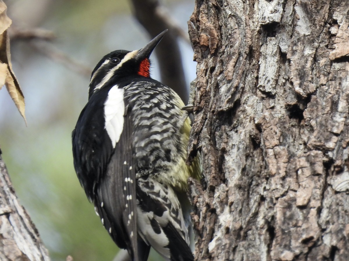 Williamson's Sapsucker - ML646134910