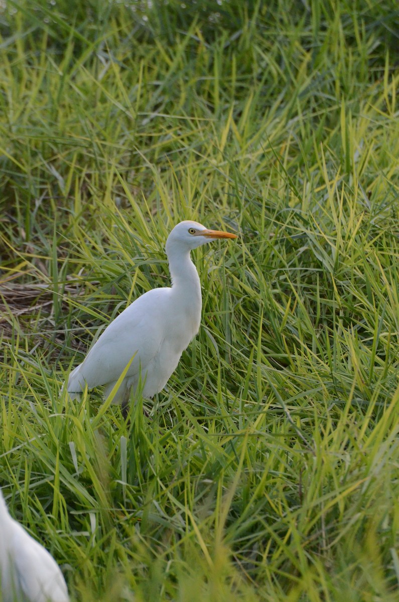 Western Cattle-Egret - ML646134916