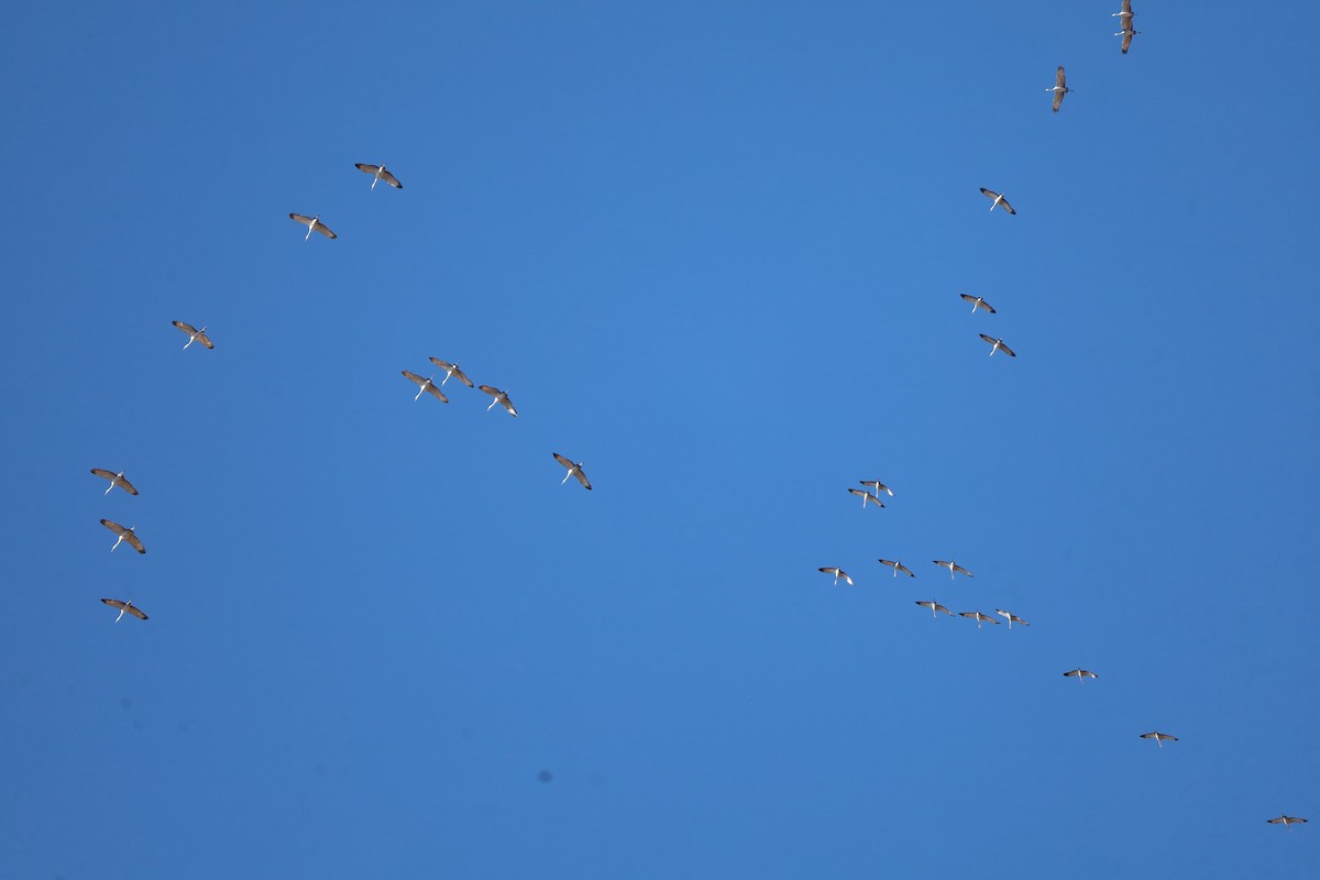 Sandhill Crane - ML646134921