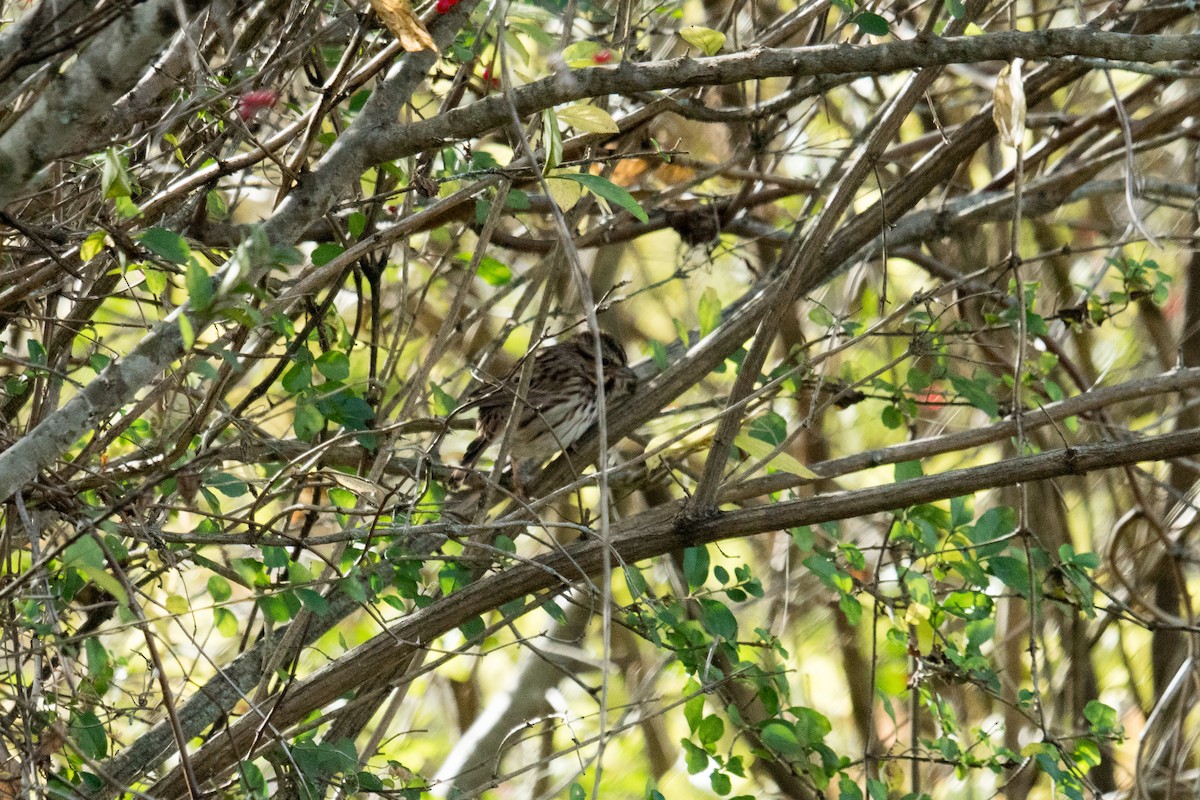 sangspurv - ML646134941