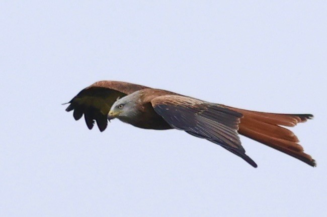 rødglente - ML646134949