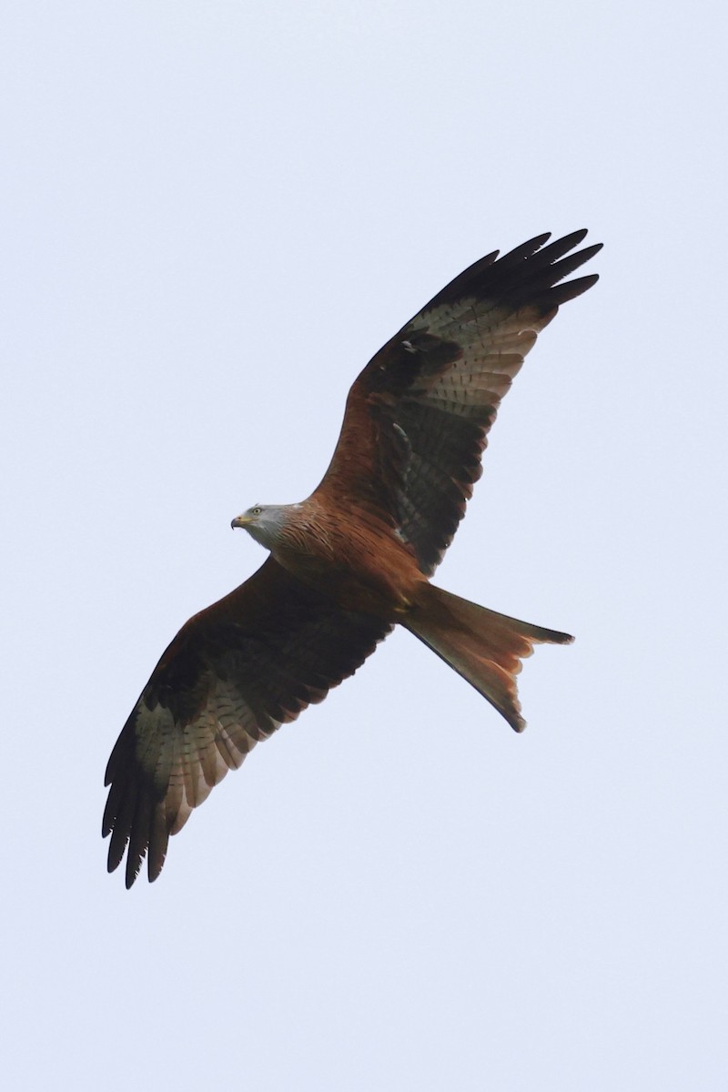 rødglente - ML646134951