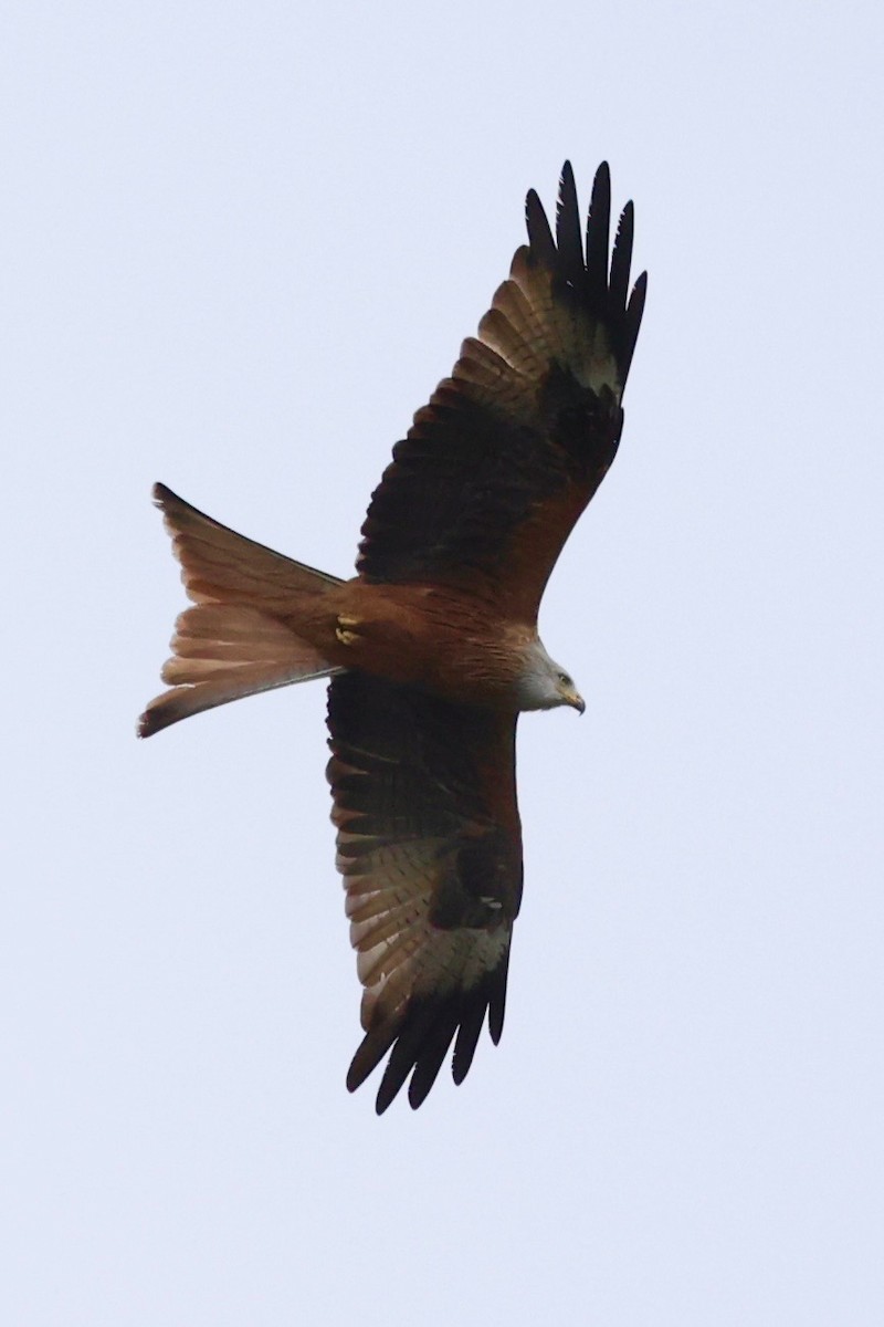 rødglente - ML646134953