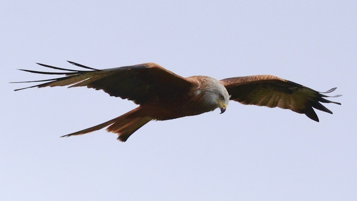 rødglente - ML646134954