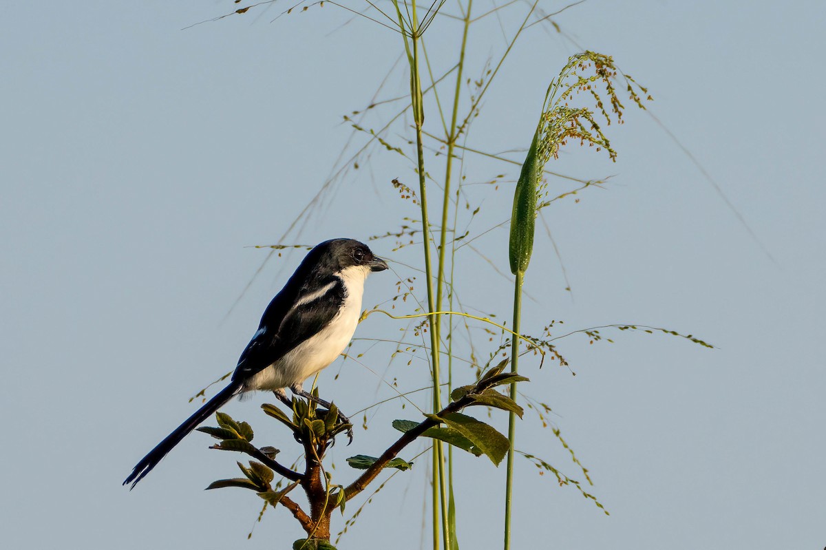 bekryggvarsler - ML646134967