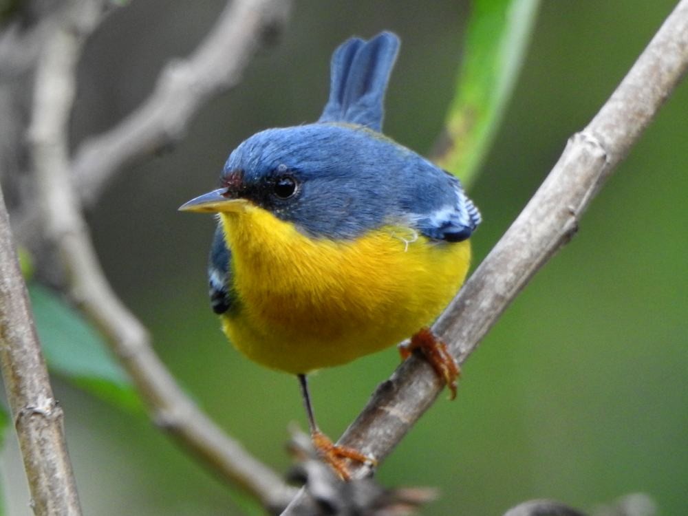 ildparula - ML646134968